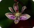 Phal. San Shia Swan
